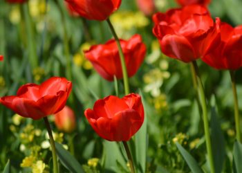Festa das Flores celebra 20ª edição com programação cultural e ações sociais