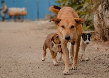 Cão comunitário no condomínio: de quem é a responsabilidade?