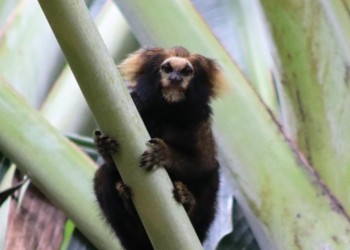 Parceria entre Samarco e UFV amplia conservação de espécies ameaçadas na Bacia do Rio Doce