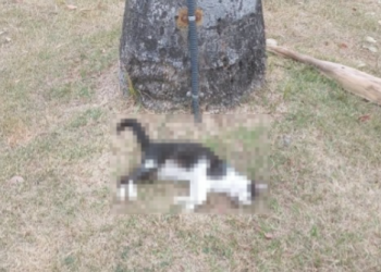 Aprobem realiza manifestação neste sábado após recentes mortes de gatos no Centro