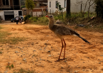 Seriemas visitam moradora de Brejaubinha e já viraram atração no distrito