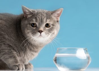 Por que os gatos bebem pouca água?
