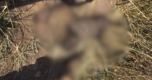 Corpo de homem é encontrado com marcas de tiros em área de vegetação em Mathias Lobato