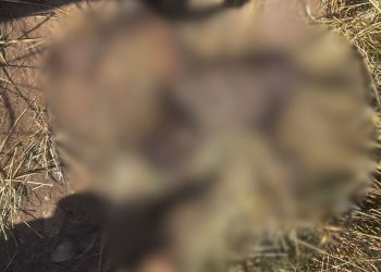 Corpo de homem é encontrado com marcas de tiros em área de vegetação em Mathias Lobato