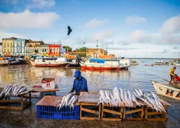 Amazônia tem mais de 2,7 mil espécies de peixes, aponta estudo