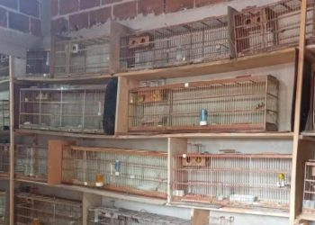 PM resgata 71 canários mantidos em condições precárias e multa proprietário em R$ 136 mil em Teófilo Otoni