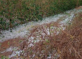 Prejuízos por chuva e granizo: veja o que o produtor deve fazer para comprovar perdas